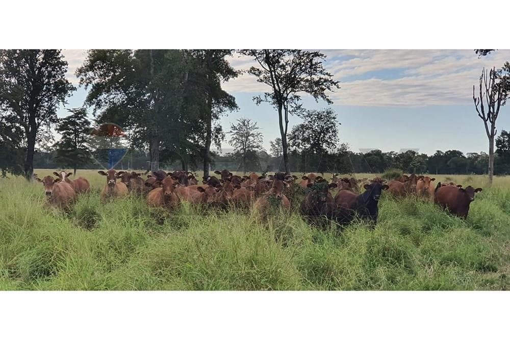 Estancia en el chaco paraguayo — foto 2
