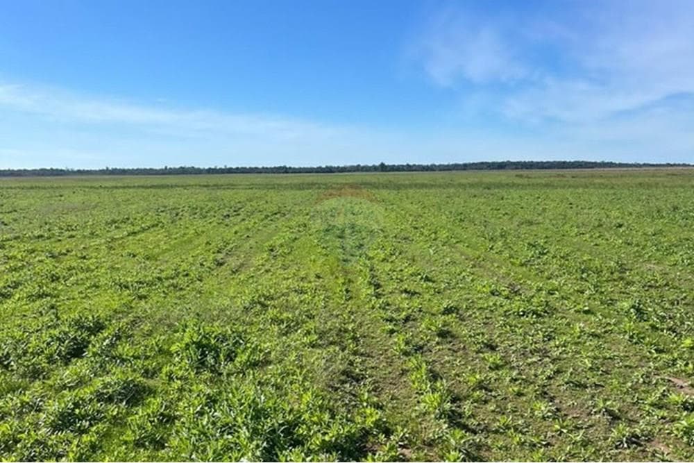 Campo agricola mecanizada en san pedro del parana, foto 1
