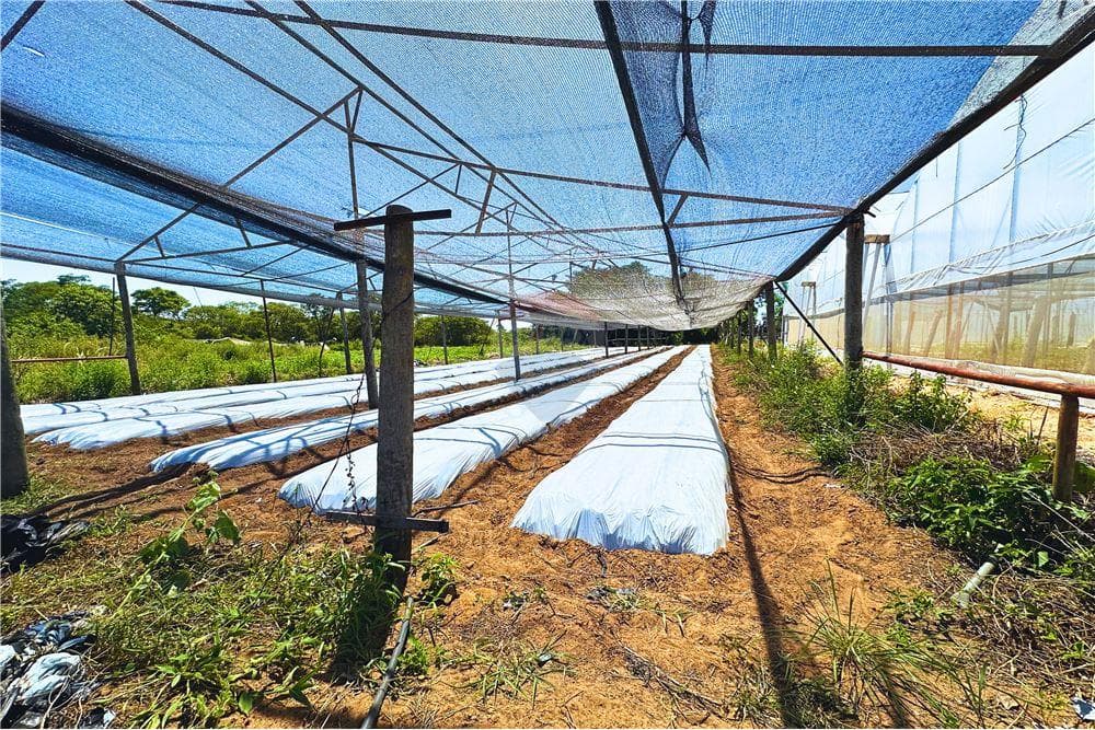Finca Agrícola de 13 Hectáreas en Nueva Colombia - Alta Producción Hortícola, foto 4