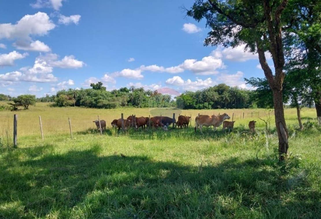 124 HECTAREAS EN TOBATI | Propiedad rural, foto 4