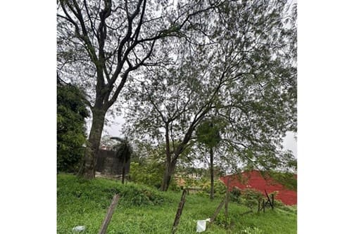Terreno en lambare barrio san isidro, foto 4
