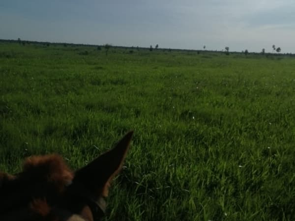 Estancia formada en presidente hayes, foto 5