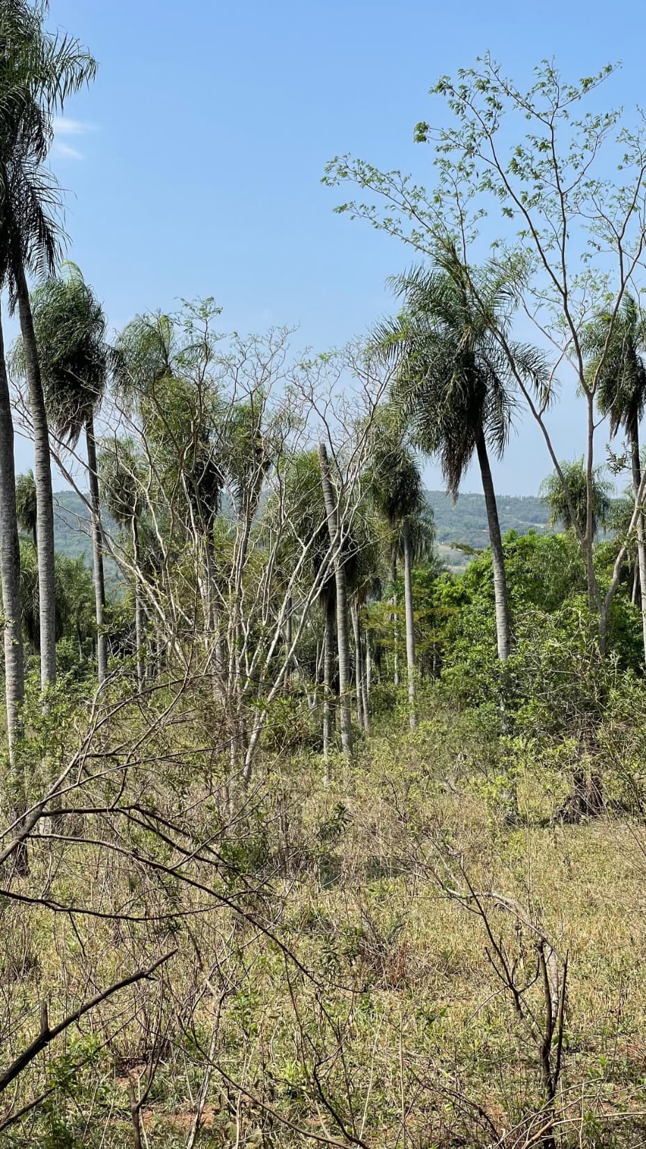 8,6 Hectáreas En Ytumi - Caacupé A 3 Km Aprox De Ruta 2, foto 4