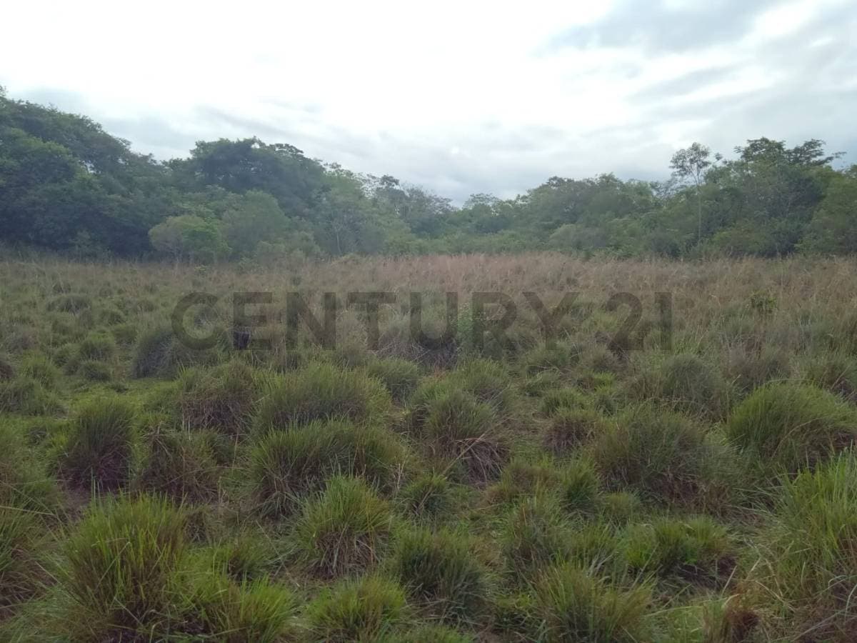 Atención Inversionistas vendo 12 Hectáreas en Nueva Colombia, foto 1