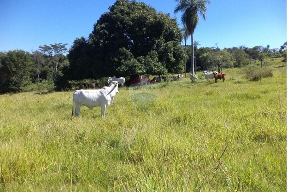 Estancia Ganadera de 72 HA en Isla Pucú - A 80km de Asunción