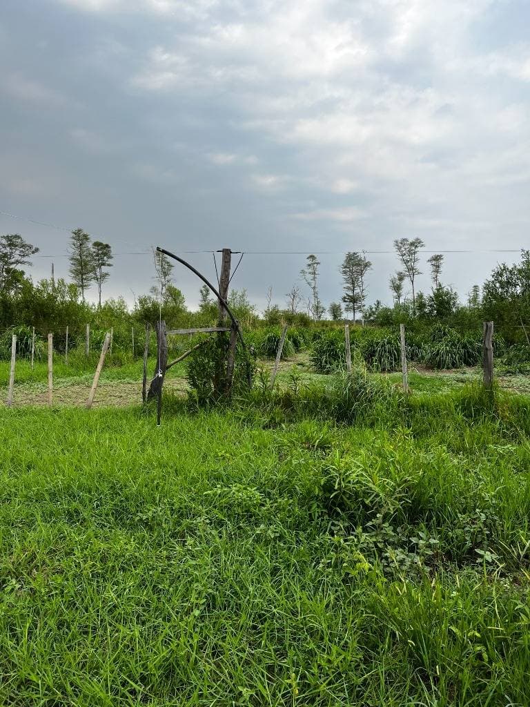 En venta estancia formada y en produccion de 554 hectáreas, foto 5