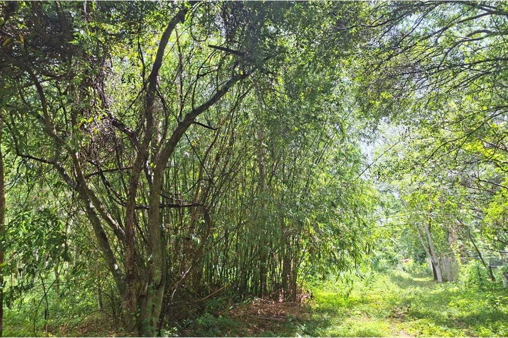 Terreno-Venta-Compañia Ybyhanguy 2da, San Bernardino, Cordillera, foto 2