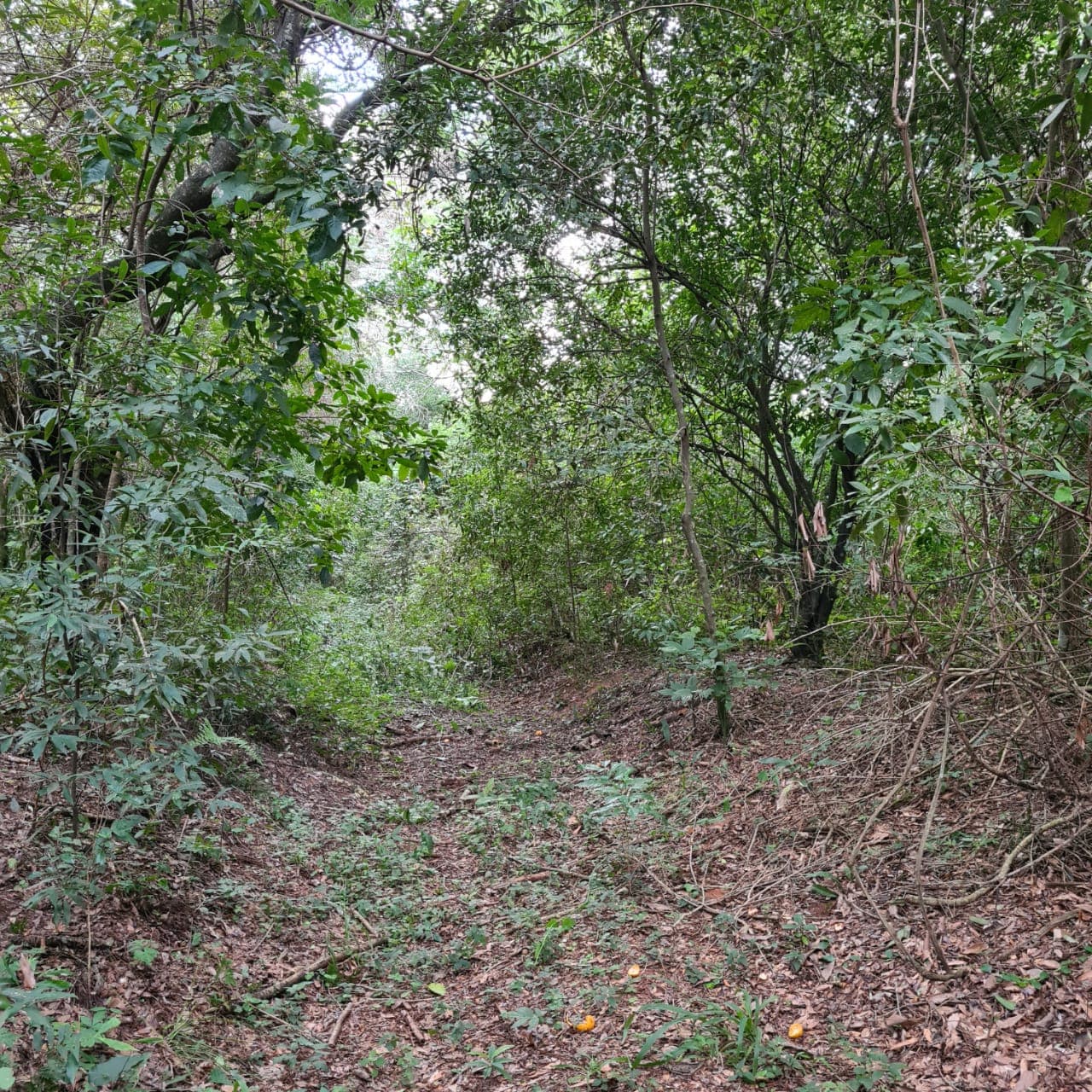De Terreno En Atyra, foto 3