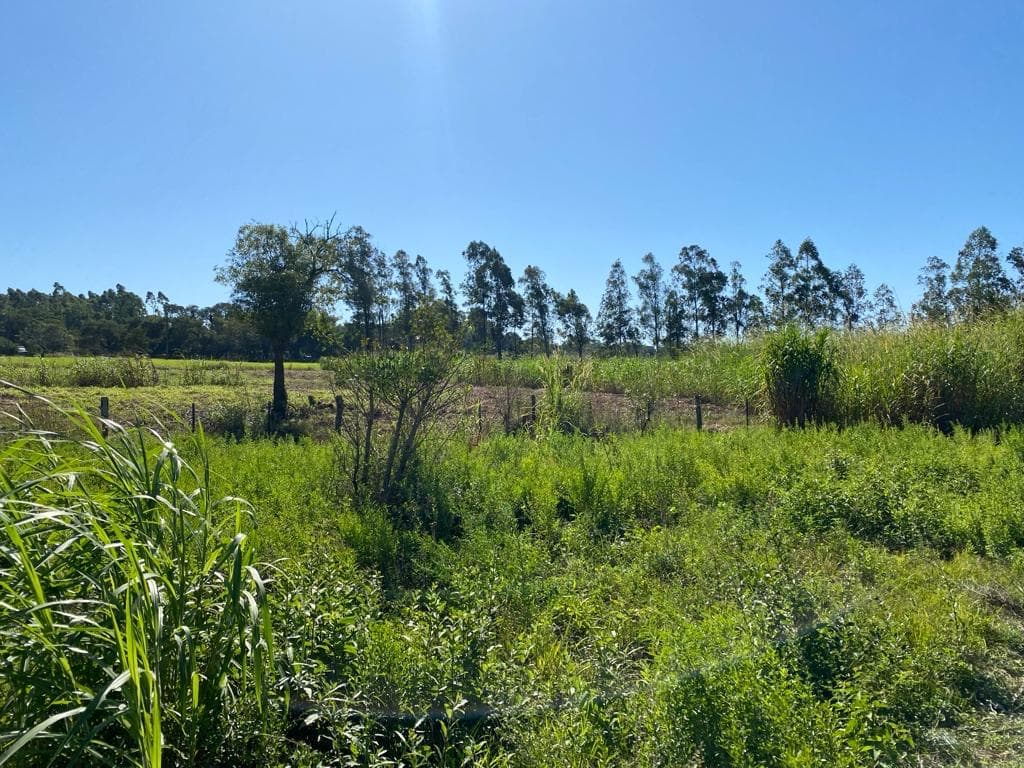Terreno de 1 hectarea sobre americo pico Villa Elisa, foto 2