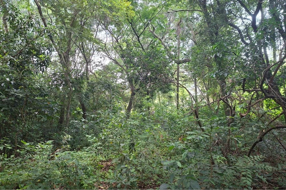 Terreno-Venta-Varón Coopens y Las Residentas, Altos, Cordillera, foto 3
