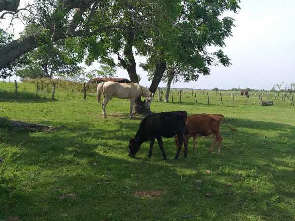 En venta de 411 hectáreas en estero kanva / san juan de ñeembucu, foto 2