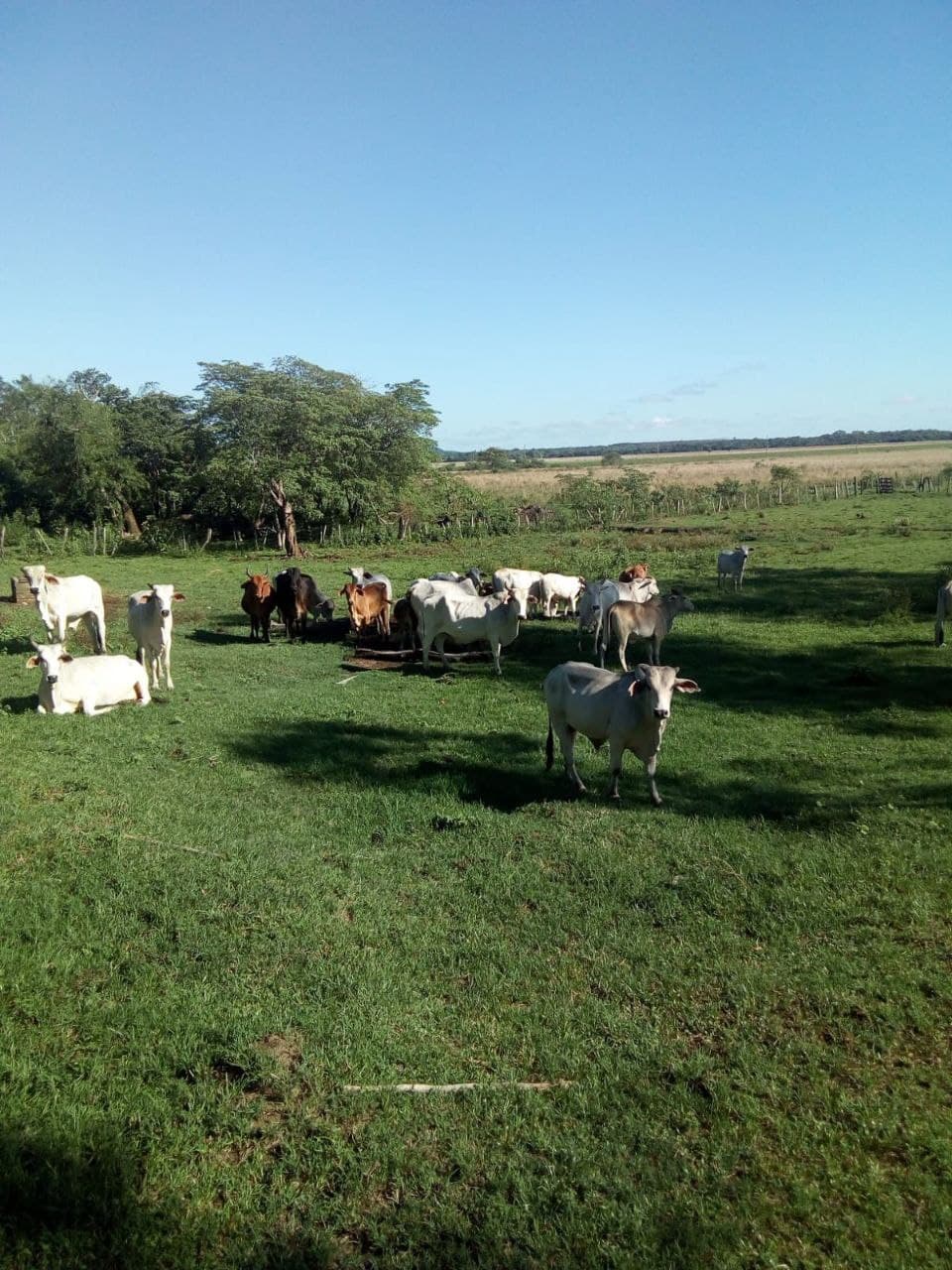 Campo en tebicuari-mi, foto 1