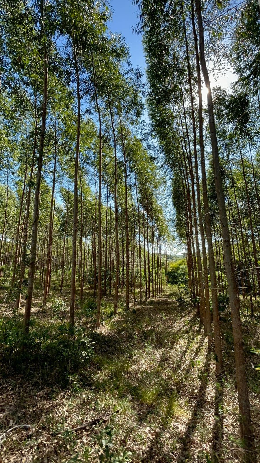 Vendo terreno en coronel oviedo ideal para cantera