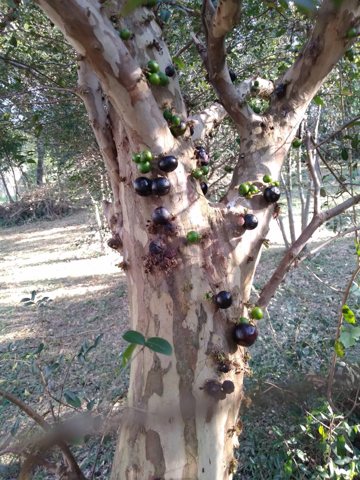Propiedad Especial Para Casa Quinta - Ruta Paraguari - Pirayu, foto 4