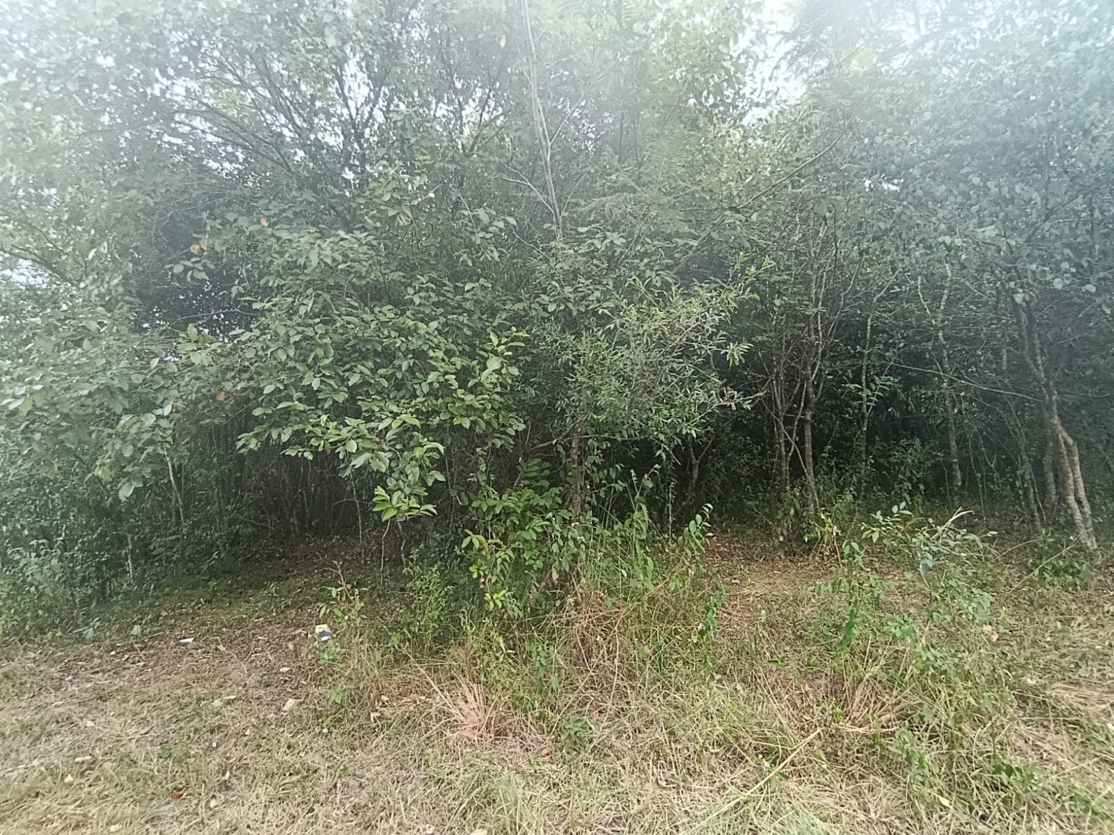 En Venta – 5 Hectáreas En Caaguazú — foto 5