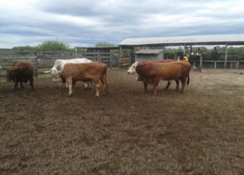 Estancia de 5.310 Hectáreas en Toro Pampa Chaco - CLCS4761214, foto 5