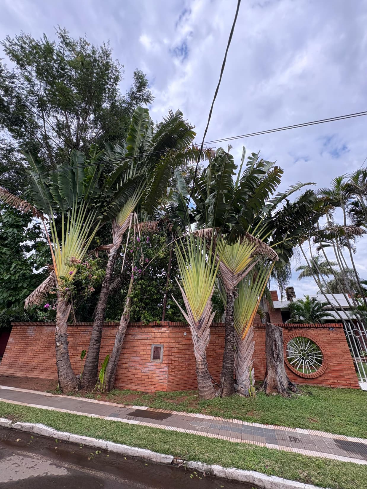 Residencia Ideal Para Familias Y Eventos Con Piscina Y Amplio Terreno En Lambare — foto 4
