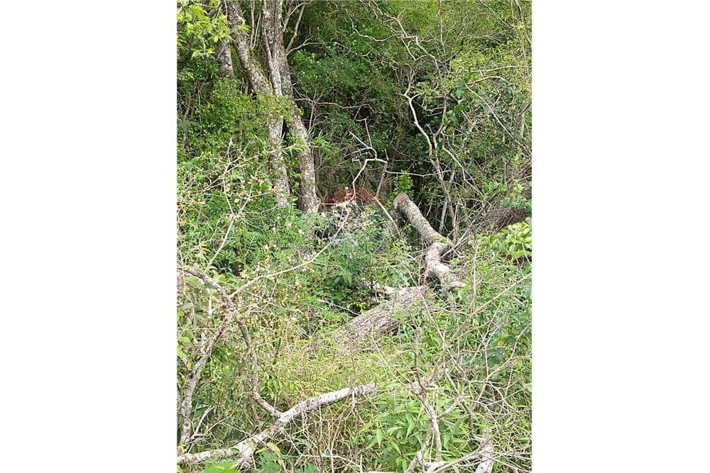 353 hectareas en villa oliva, foto 3