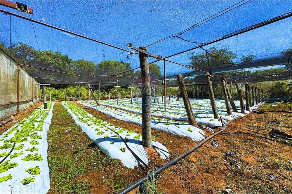 Finca Agrícola - Venta - Nueva Colombia, Paraguay, foto 3