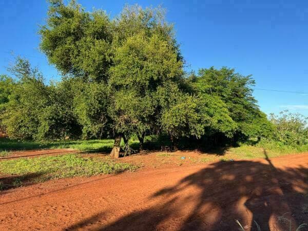 Se venden 2 terrenos juntos en esquina km 10 acaray, foto 4