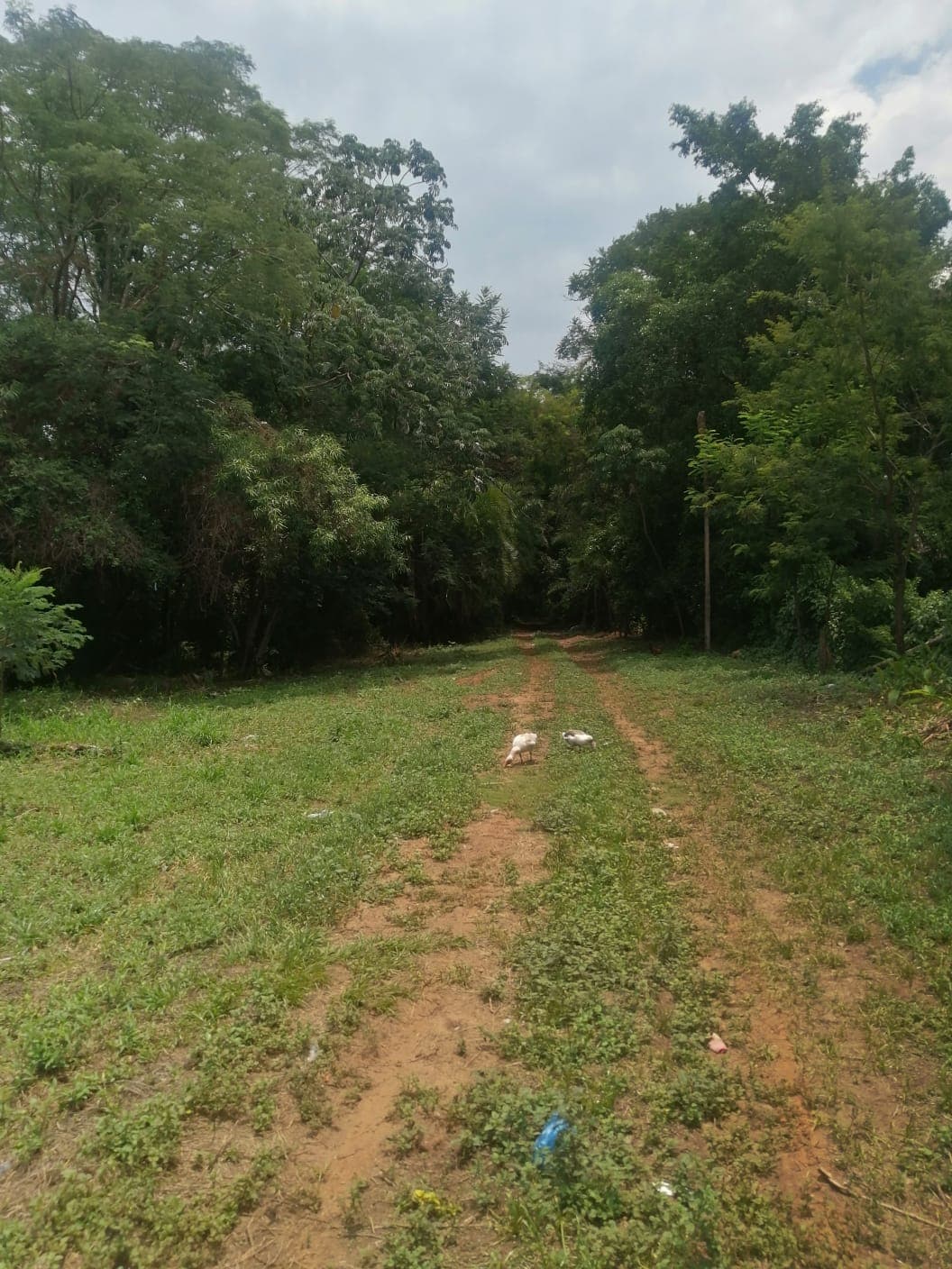 Gran Terreno Oportunidad de Inversión en Maramburé, foto 4