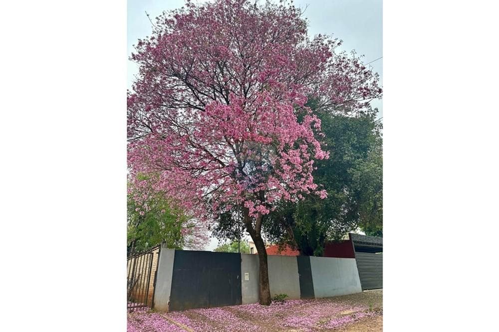 Terreno en Venta - Luque
