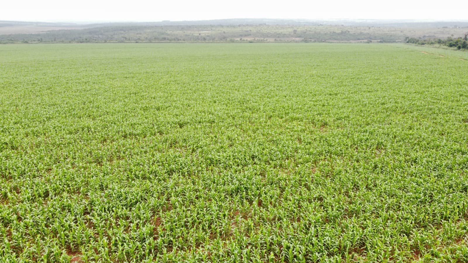 Campo en venta! – 1.001 hectáreas productivas - curuguaty, foto 4