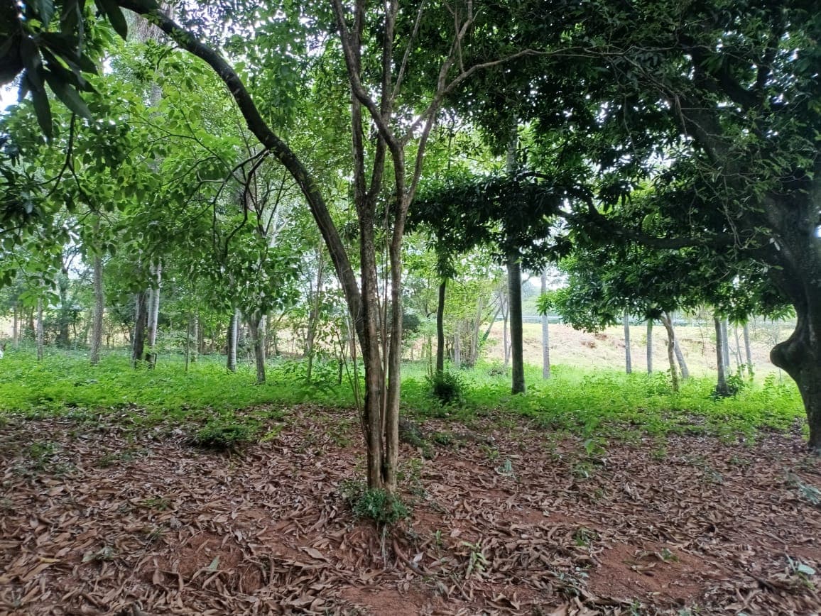 Terreno En Caacupe Cerro Real sobre ruta2 y la nueva circumbalacion — foto 1