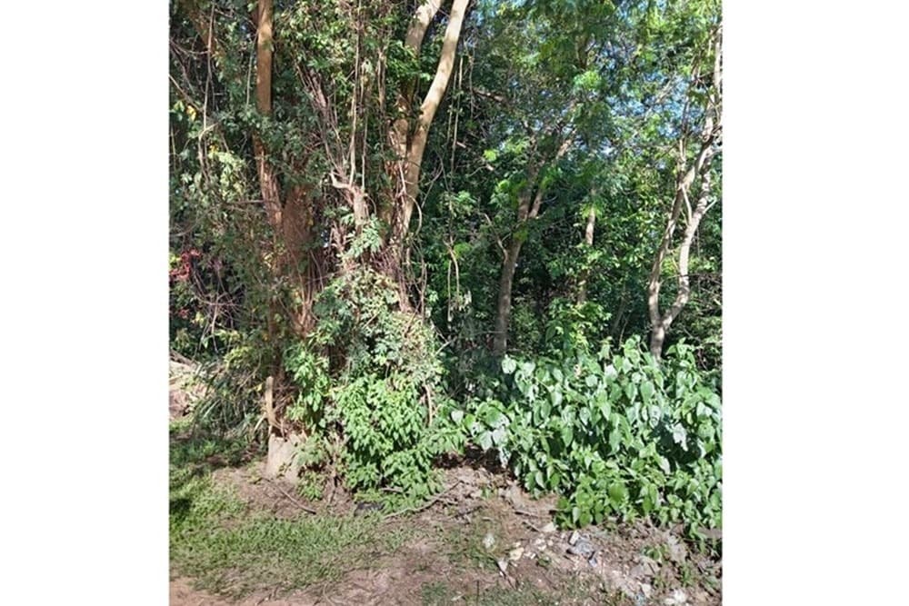 terreno en crecimiento - Luque, foto 2