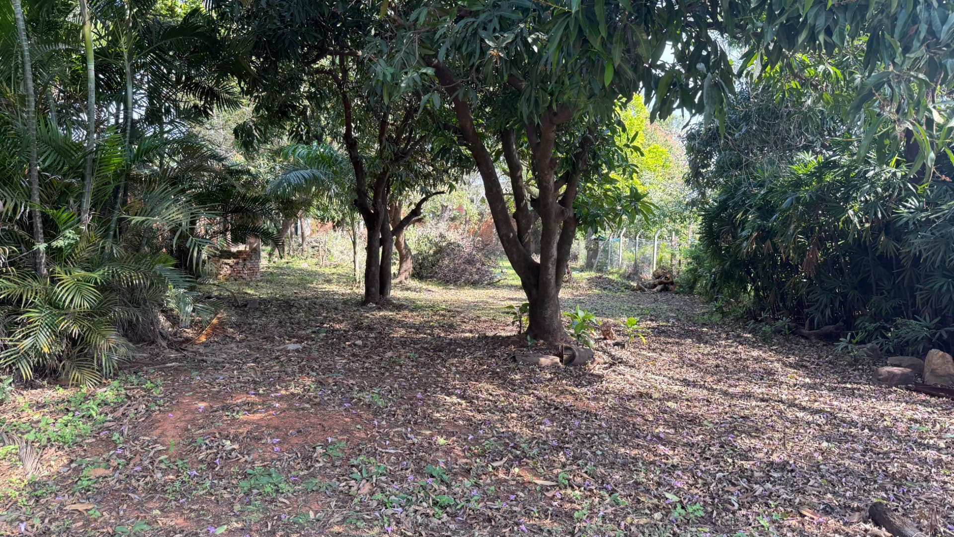 Terreno de 1182 m2 en la entrada de palma loma - Luque, foto 4