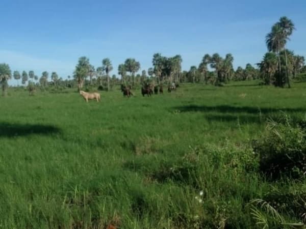 Estancia formada en presidente hayes, foto 1