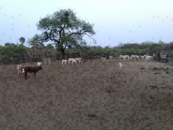 Estancia mp, foto 4
