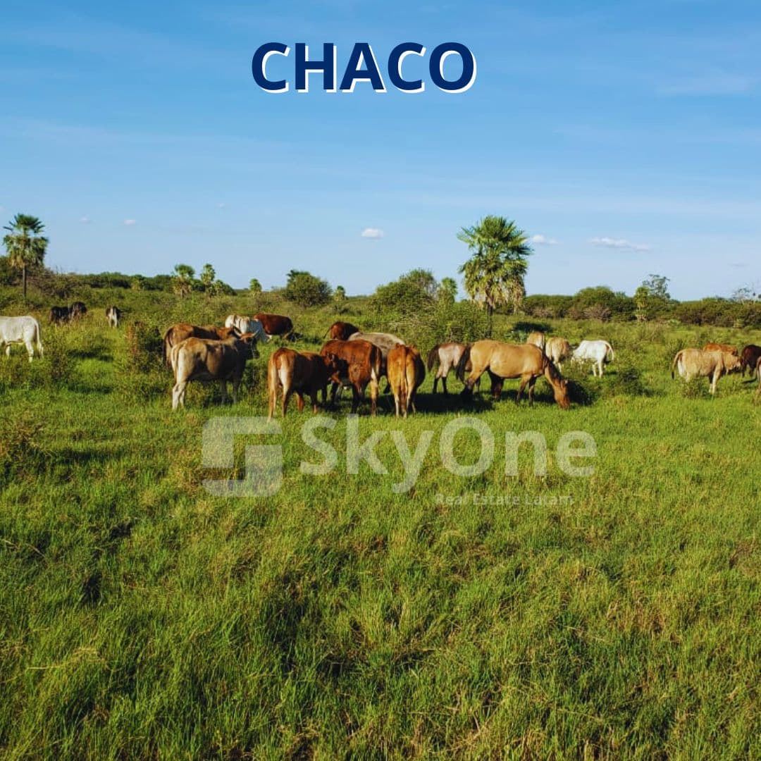 PROPIEDAD EN EL CHACO Dpto. de Alto Paraguay, zona Tte. Martínez — foto 1