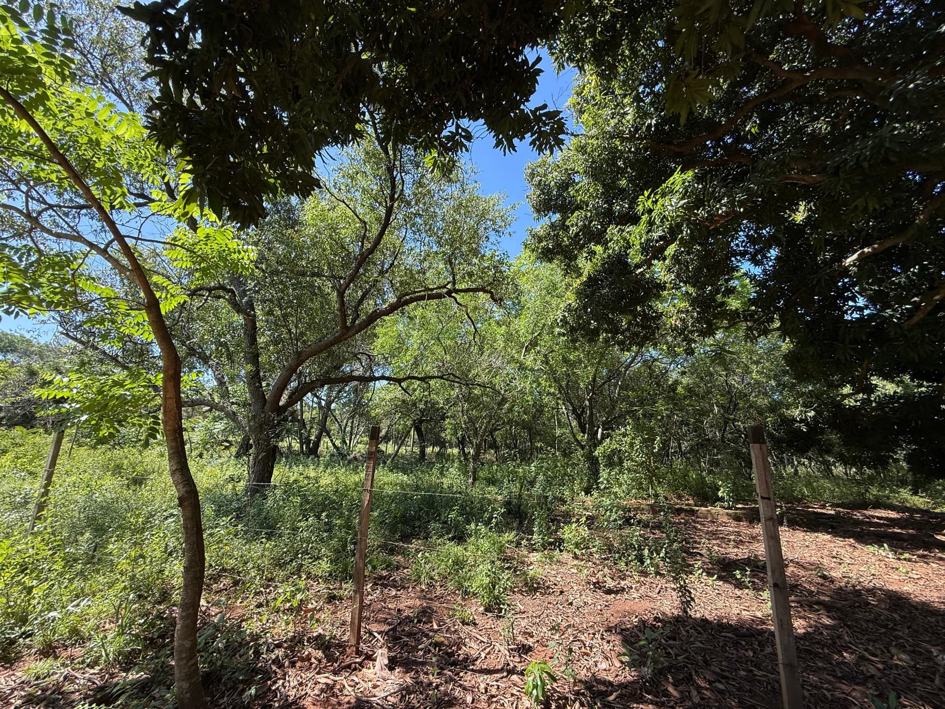 En Venta Amplio Terreno En Luque, foto 2