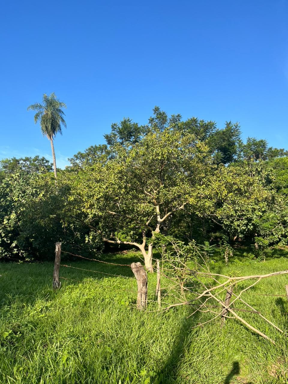 Terreno en venta coronel oviedo, foto 3