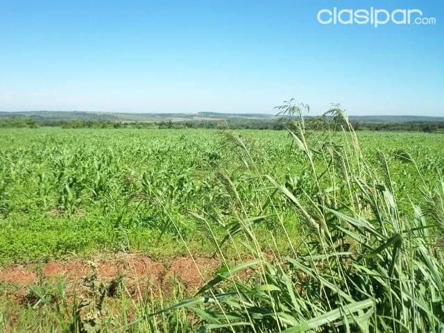 Caaguazu 1.700 has tierra agricola mecanizada,y ganadera — foto 2