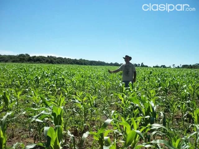 Caaguazu 1.700 has tierra agricola mecanizada,y ganadera — foto 3