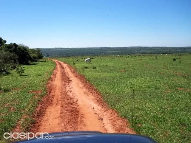 Caaguazu 1.700 has tierra agricola mecanizada,y ganadera — foto 4