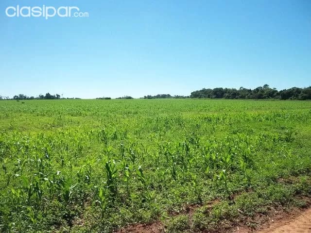 Caaguazu 1.700 has tierra agricola mecanizada,y ganadera — foto 5