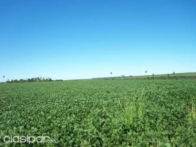 Alto parana terreno de 70 has entre santa rita y cruse km 30 — foto 3