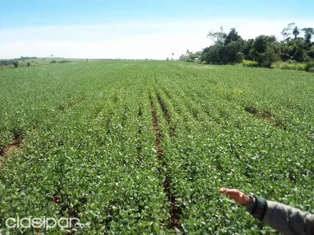 Alto parana terreno de 70 has entre santa rita y cruse km 30 — foto 4