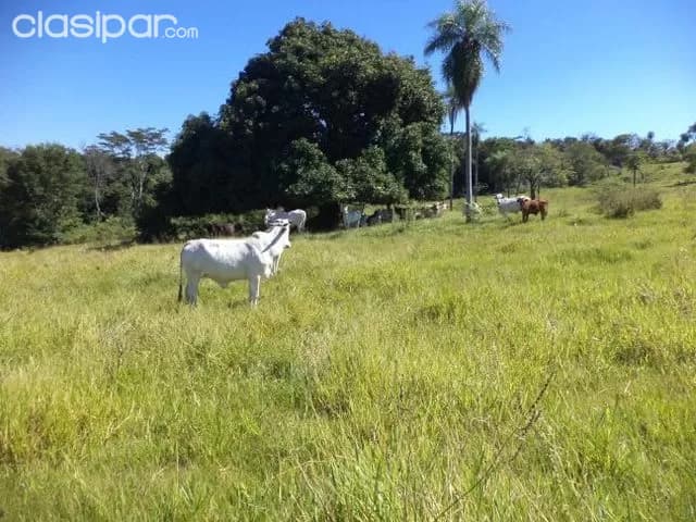 65 has granja formada, zona isla pucú departamento cordillera, foto 4