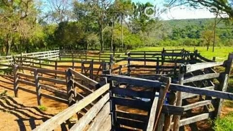 Cordillera - altos / San Bernardino : Vendo hermoso campo - 98 has - 50.000.000 gs / ha, foto 3