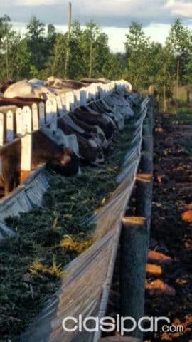 Ita – nueva italia: Vendo 358 has ideales p/ agricultura / ganadería