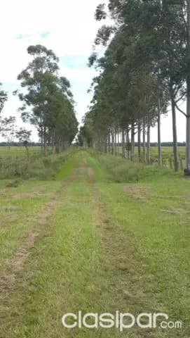 Hermosa estancia de 630 ha en yataity — foto 4