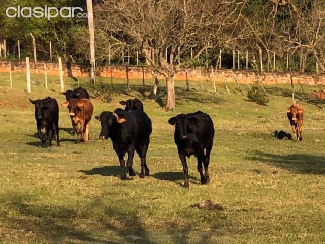 288 ha. Campo natural con alambrado — foto 1