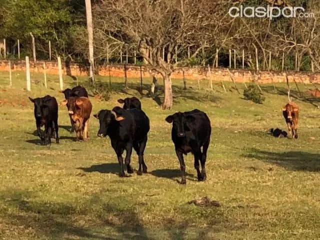 288 ha. Campo natural con alambrado — foto 2