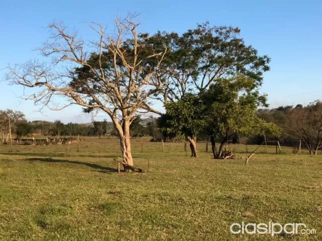 288 ha. Campo natural con alambrado — foto 5