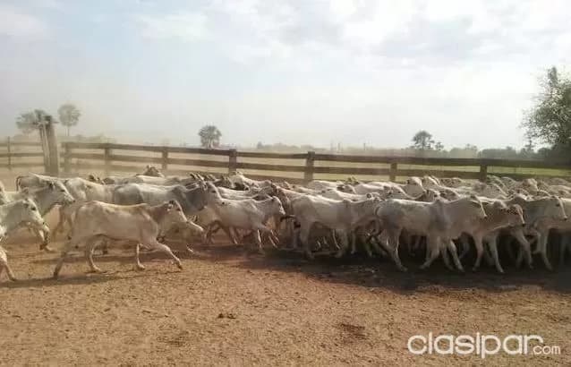 Propiedad de 422 hectareas en juan de mena. Cordillera. Paraguay — foto 4