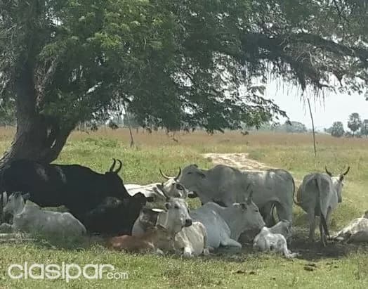 Propiedad de 422 hectareas en juan de mena. Cordillera. Paraguay — foto 5